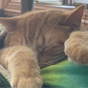 Meet your Posher, Liz